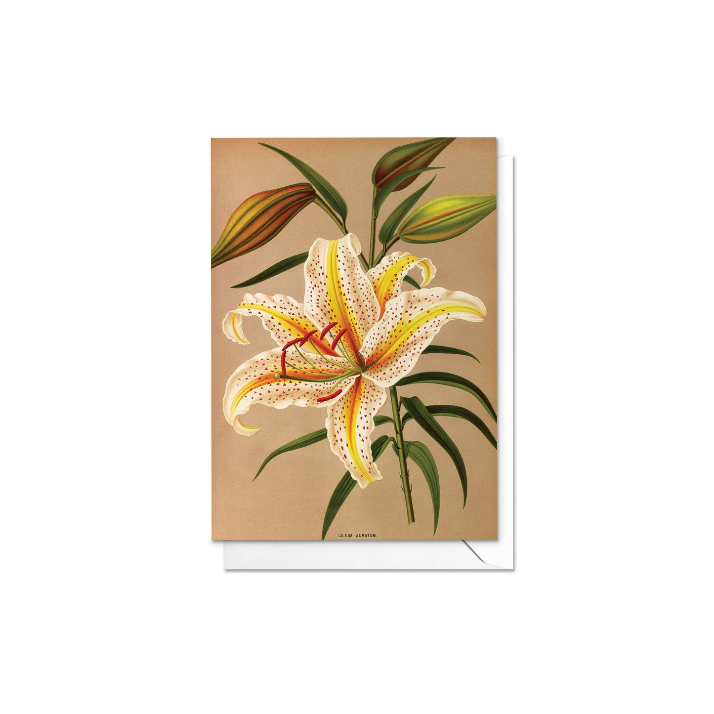 Antique Botanical Greeting Cards Birthday Card Set of Five Bundle Floral Art Valentines Flowers Tulip Lilies Vintage Victorian Beautiful 5