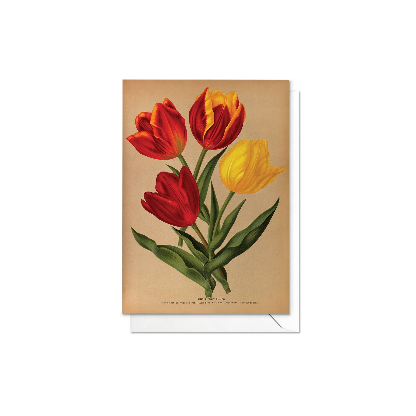 Antique Botanical Greeting Cards Birthday Card Set of Five Bundle Floral Art Valentines Flowers Tulip Lilies Vintage Victorian Beautiful 5