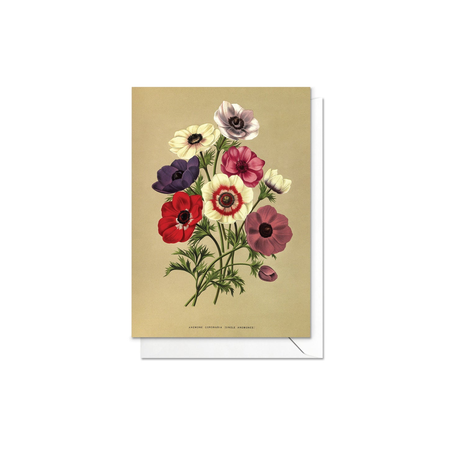 Antique Botanical Greeting Cards Birthday Card Set of Five Bundle Floral Art Valentines Flowers Tulip Lilies Vintage Victorian Beautiful 5