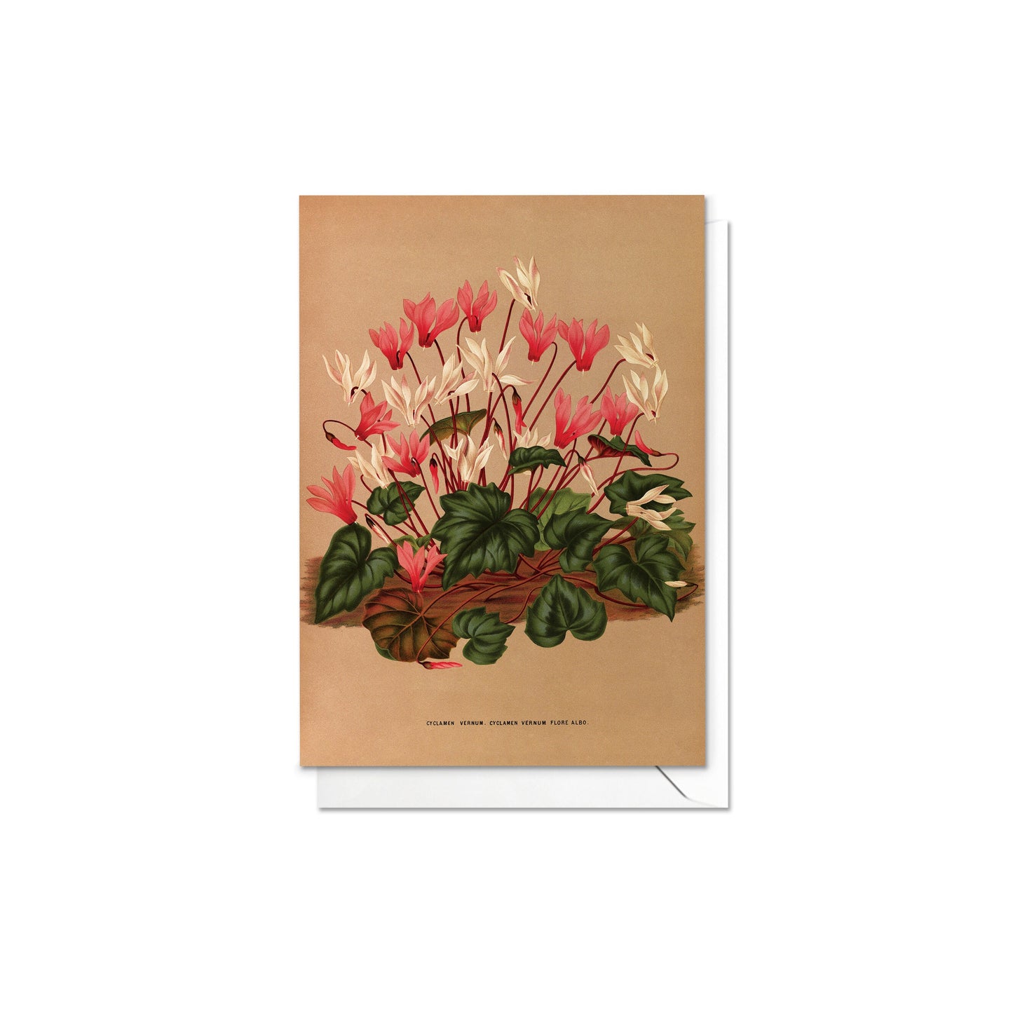 Antique Botanical Greeting Cards Birthday Card Set of Five Bundle Floral Art Valentines Flowers Daffodils Vintage Victorian Beautiful Gift 5