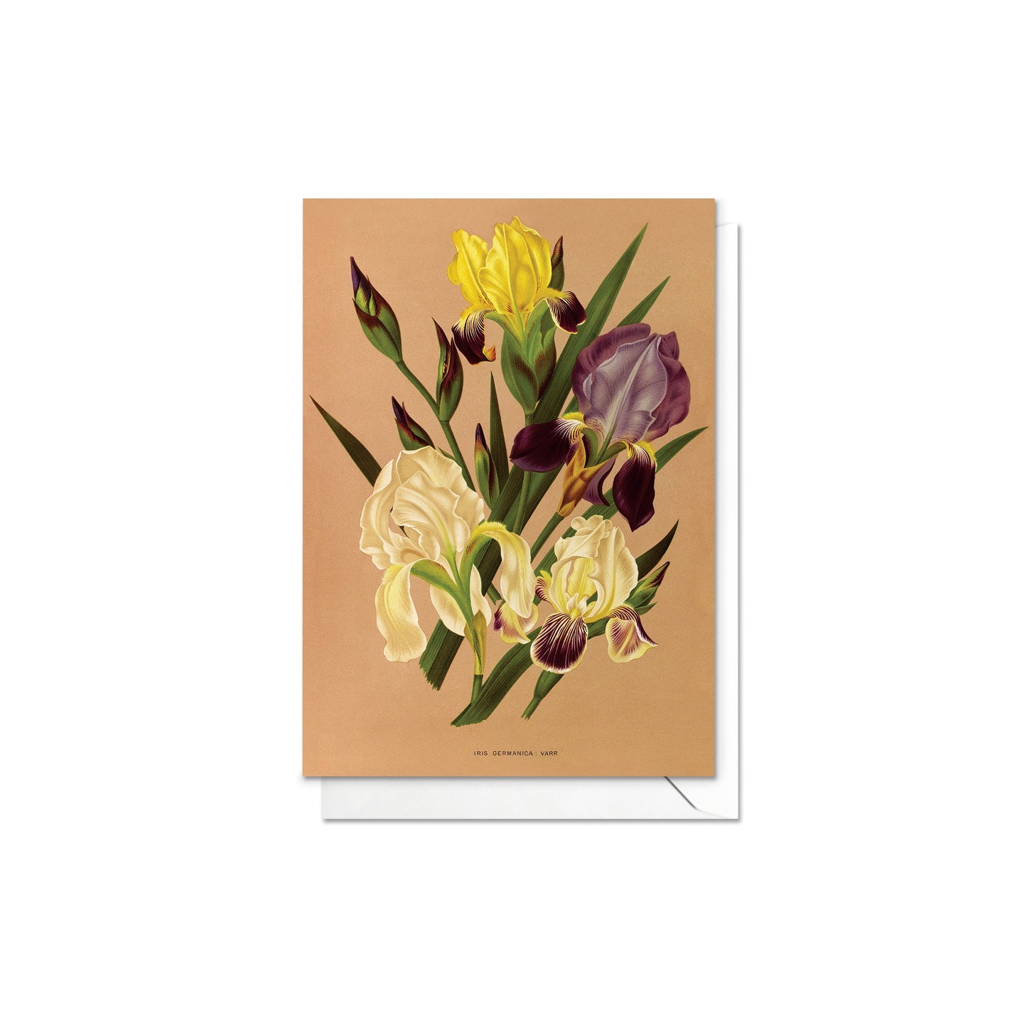 Antique Botanical Greeting Cards Birthday Card Set of Five Bundle Floral Art Valentines Flowers Daffodils Vintage Victorian Beautiful Gift 5