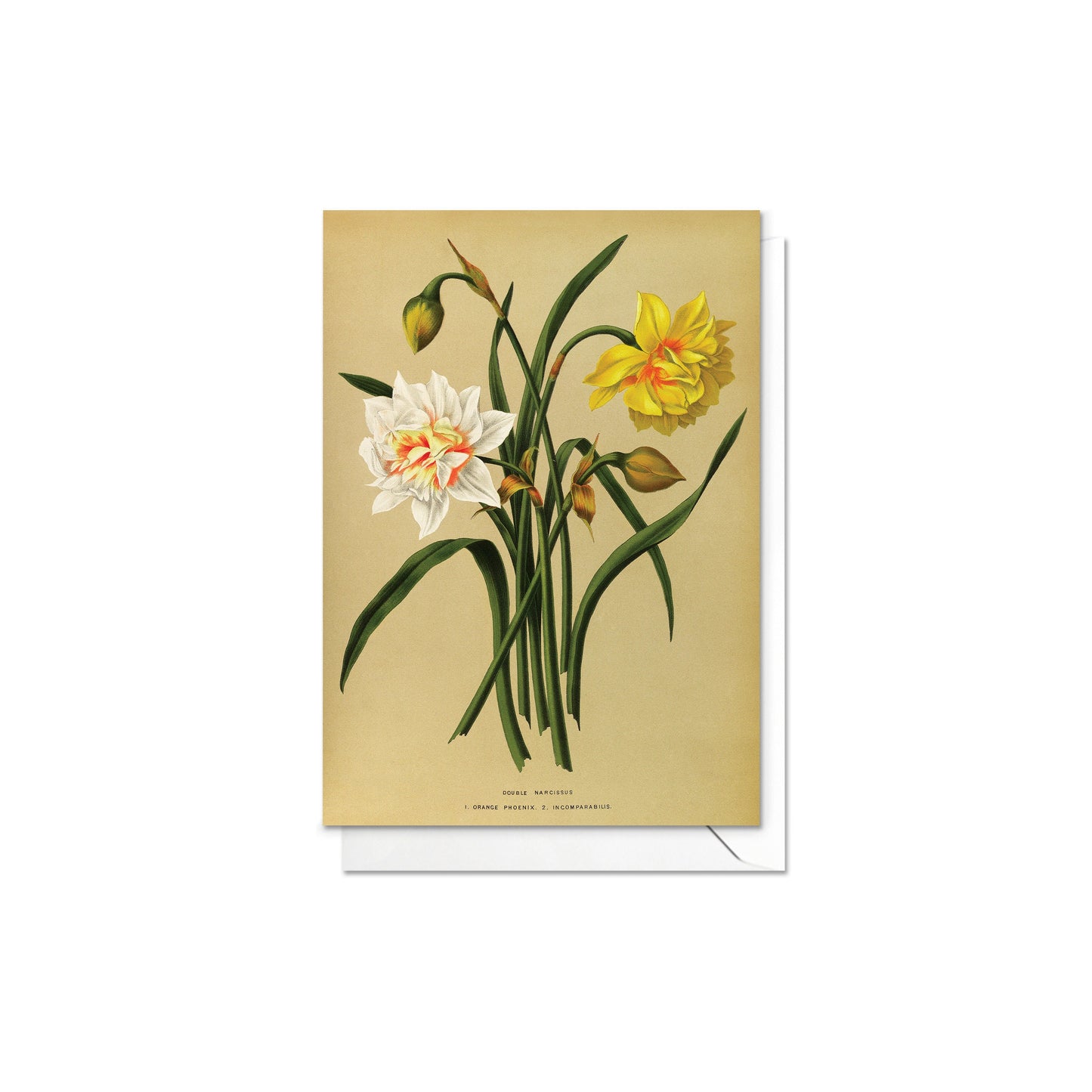 Antique Botanical Greeting Cards Birthday Card Set of Five Bundle Floral Art Valentines Flowers Daffodils Vintage Victorian Beautiful Gift 5