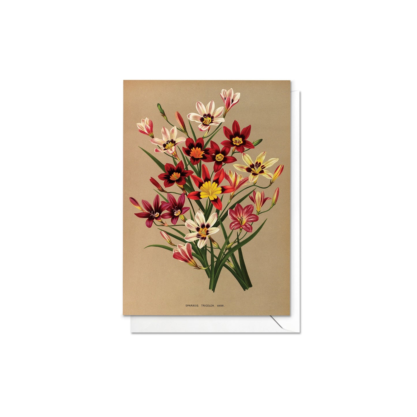 Antique Botanical Greeting Cards Birthday Card Set of Five Bundle Floral Art Valentines Flowers Daffodils Vintage Victorian Beautiful Gift 5