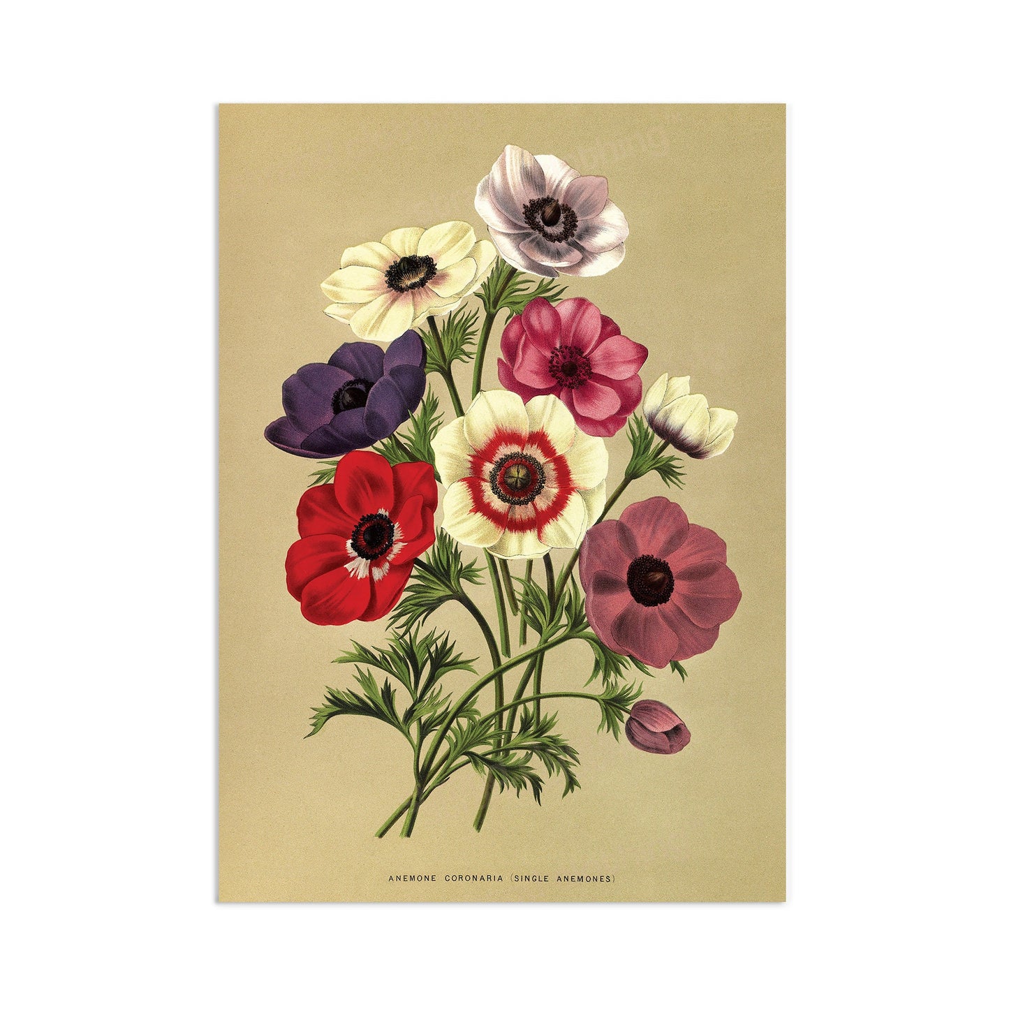 Antique Botanical Art Print Poster Vintage Wall Art Flowers Floral Anemones Leaf Plant Tree Nature Illustration Victorian Herbs Beautiful A3