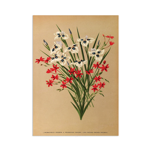 Antique Botanical Art Print Poster Vintage Wall Art Flowers Wood Floral Nature Leaf Plant Illustration Victorian Herbs Beautiful Pressed A3