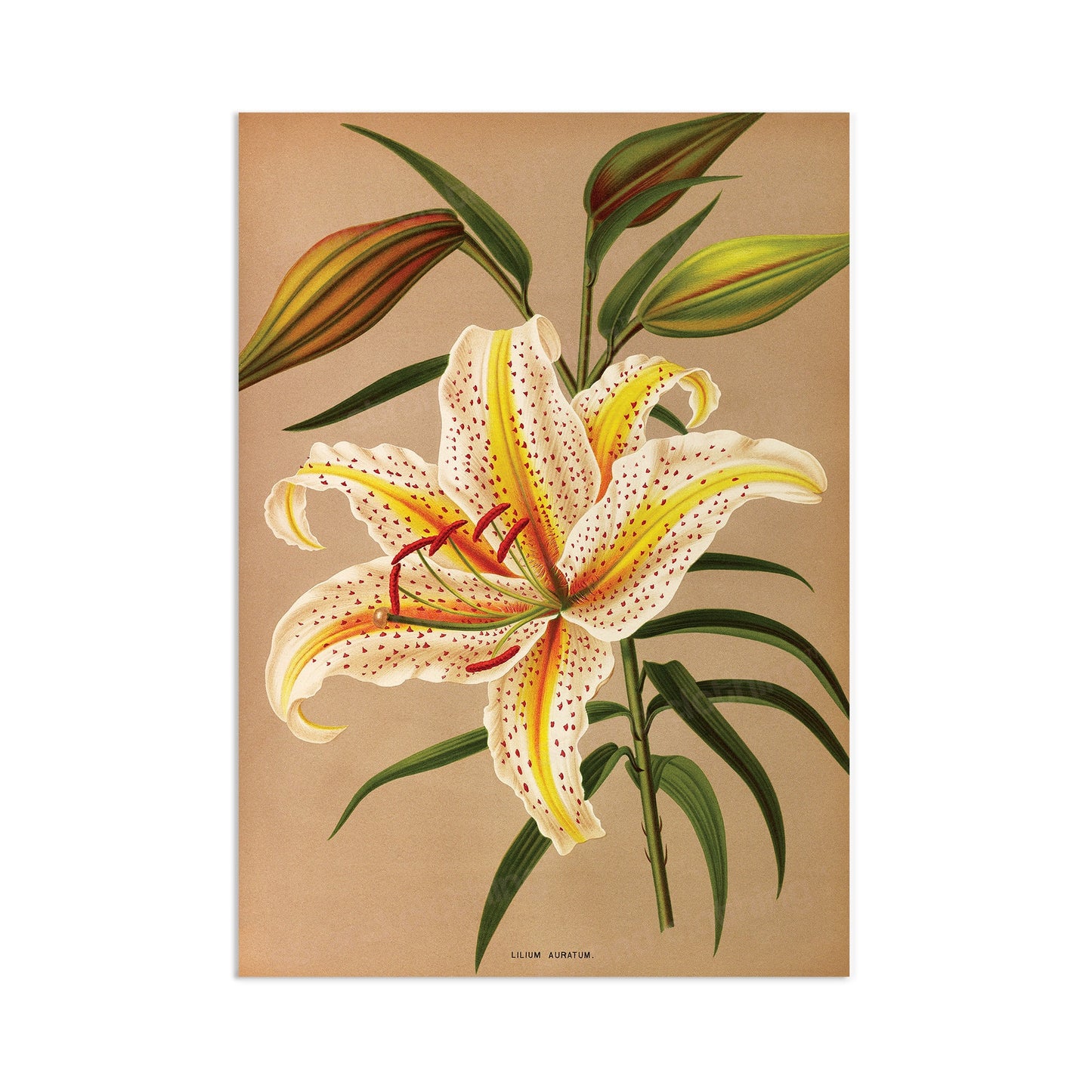 Antique Botanical Art Print Poster Vintage Wall Art Flowers Floral Lilies Lily Nature Leaf Pretty Illustration Old Victorian Herbs Beautiful