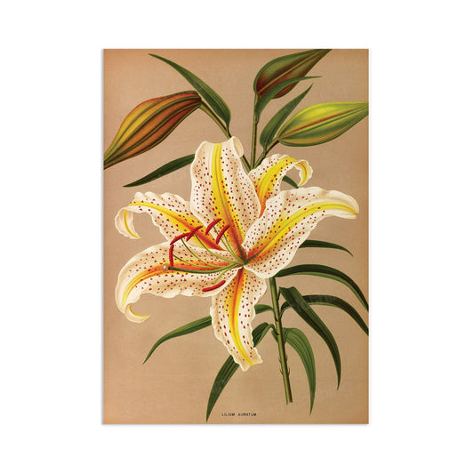 Antique Botanical Art Print Poster Vintage Wall Art Flowers Floral Lilies Lily Nature Leaf Pretty Illustration Old Victorian Herbs Beautiful
