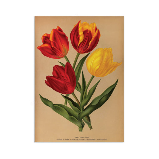 Antique Botanical Art Print Poster Vintage Wall Art Flowers Floral Tulips Red Nature Leaf Plant Illustration Victorian Herbs Beautiful A3