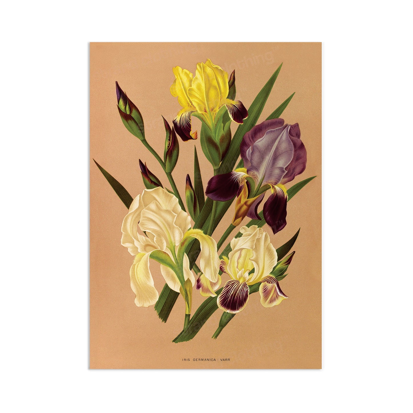 Antique Botanical Art Print Poster Vintage Wall Art Flowers Floral Iris Nature Leaf Plant Illustration Victorian Herbs Beautiful Elegant A3
