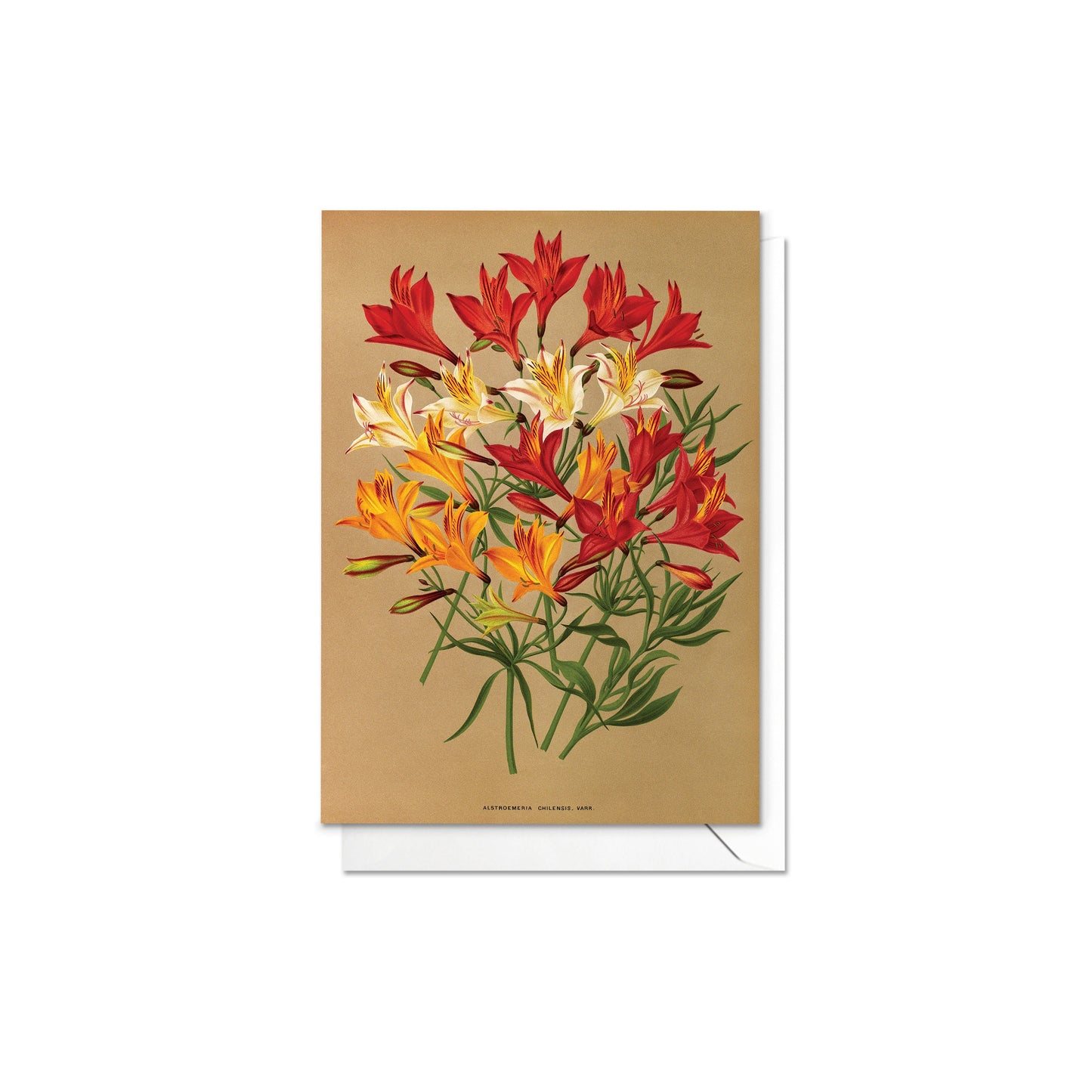 Antique Botanical Greeting Cards Birthday Card Set of Five Bundle Floral Art Valentines Flowers Tulip Lilies Vintage Victorian Beautiful 5