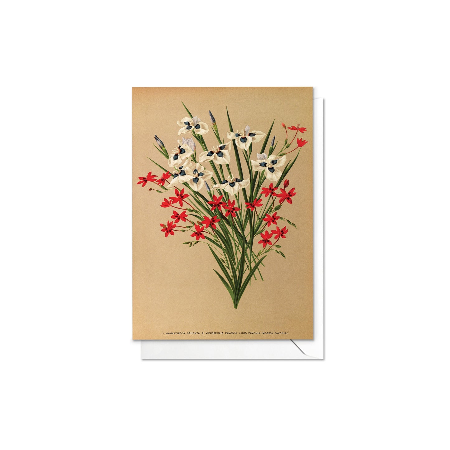 Antique Botanical Greeting Cards Birthday Card Set of Five Bundle Floral Art Valentines Flowers Tulip Lilies Vintage Victorian Beautiful 5