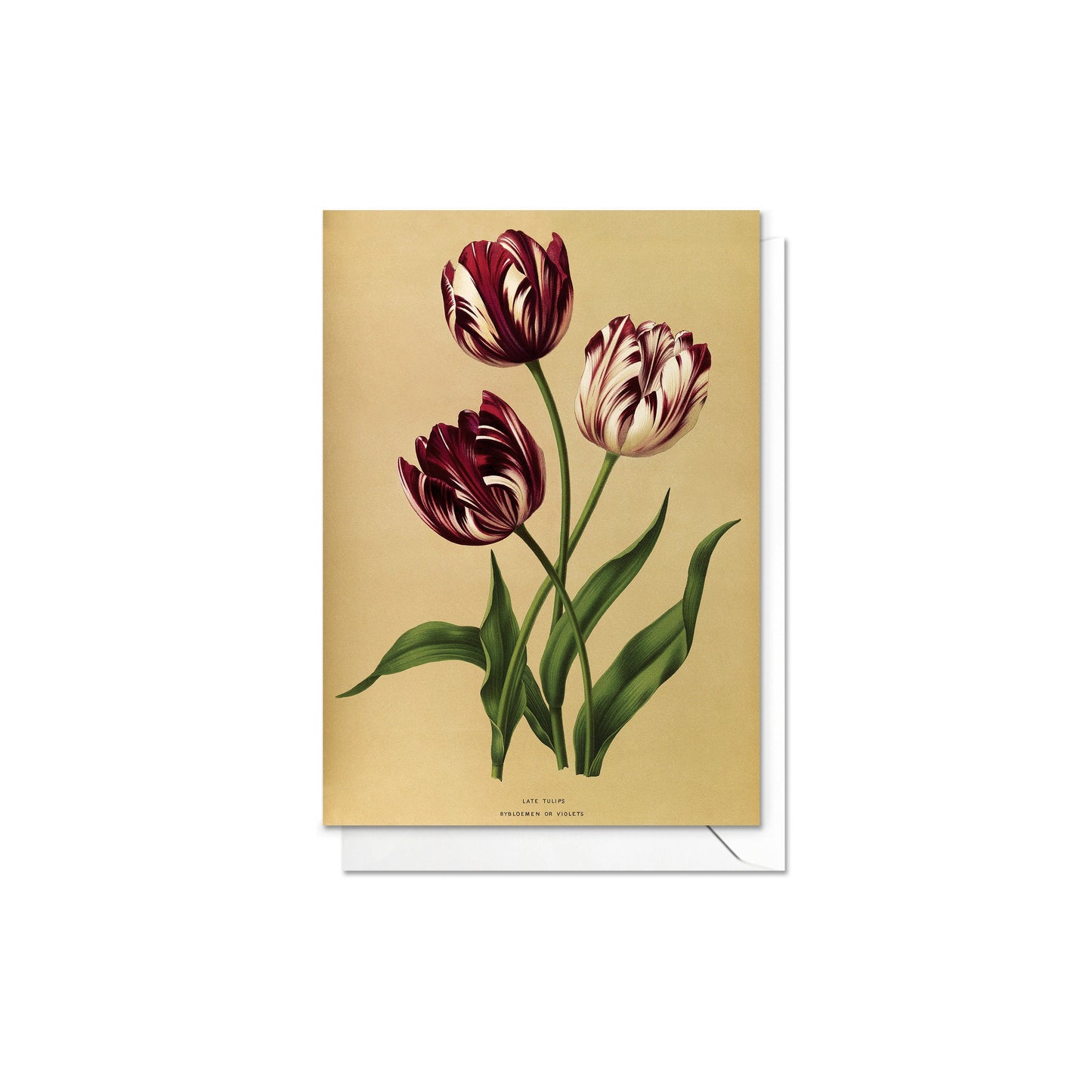 Antique Botanical Greeting Cards Birthday Card Set of Five Bundle Floral Art Valentines Flowers Daffodils Vintage Victorian Beautiful Gift 5
