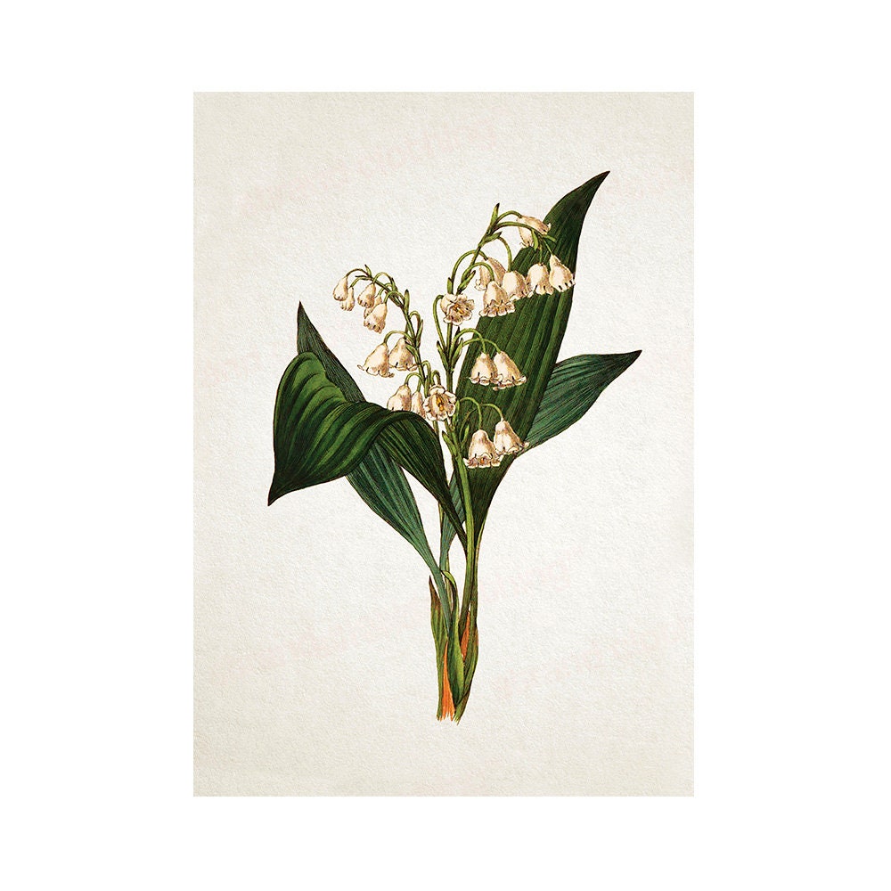 Antique Botanical Art Print Poster Vintage Wall Art Flowers Floral Lily Of The Valley Nature Leaf Plant Illustration Victorian Beautiful A3