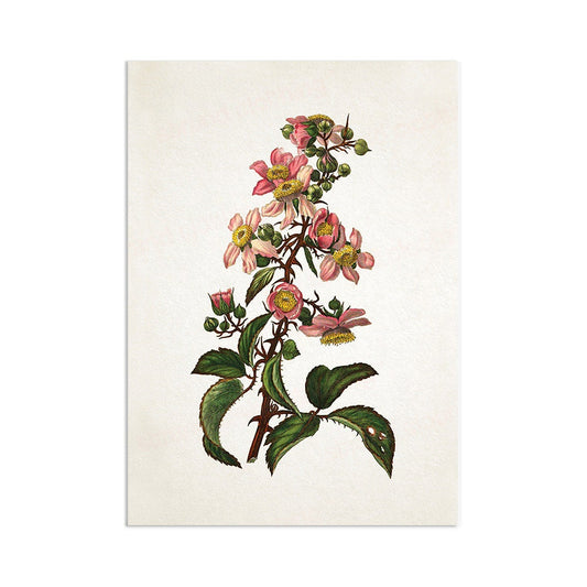 Antique Botanical Art Print Poster Vintage Wall Art Flowers Floral Bramble Blackberry Nature Leaf Plant Illustration Victorian Beautiful A3