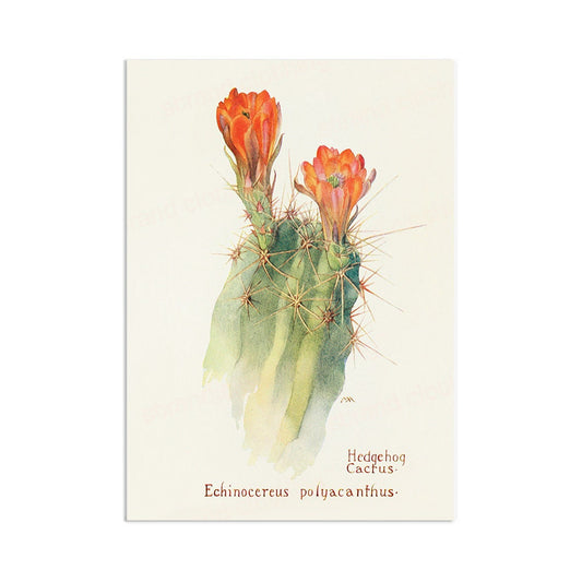 Antique Botanical Art Print Poster Vintage Wall Art Flowers Floral Cactus Cacti Succulents Nature Leaf Plant Illustration Victorian A3