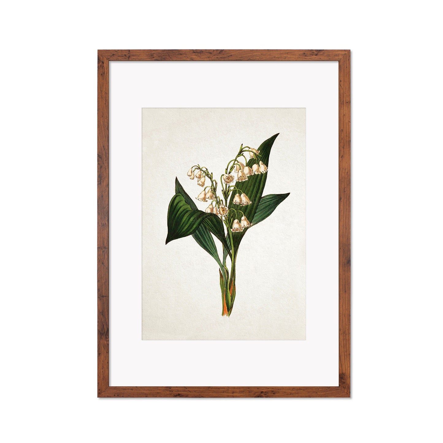 Framed Mounted Antique Botanical Art Print Poster Vintage Wall Flowers Floral Lily Of The Valley Nature Leaf Plant Illustration Victorian