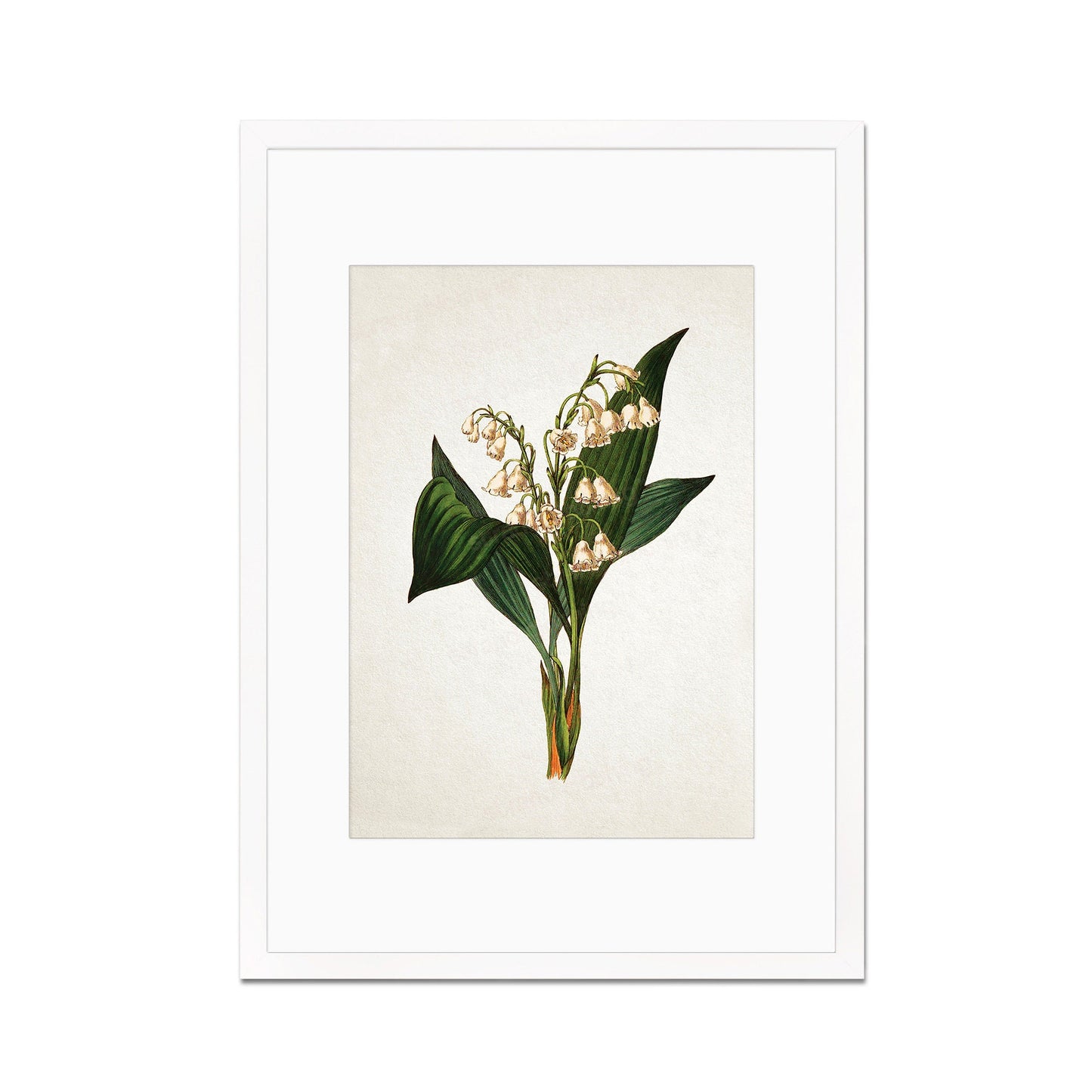 Framed Mounted Antique Botanical Art Print Poster Vintage Wall Flowers Floral Lily Of The Valley Nature Leaf Plant Illustration Victorian