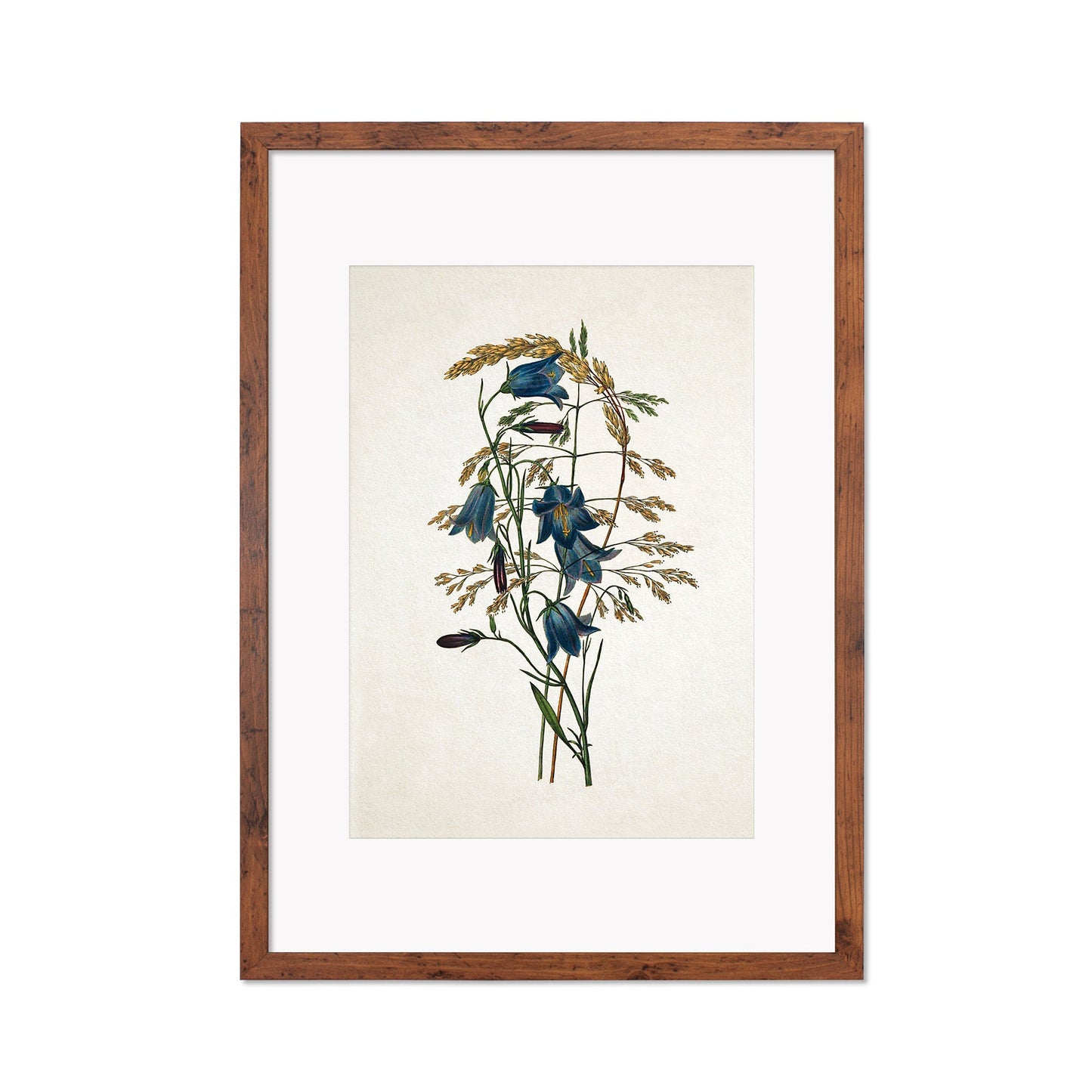 Framed Mounted Antique Botanical Art Print Poster Vintage Wall Flowers Floral Bluebell Harebell Nature Leaf Plant Illustration Victorian A2