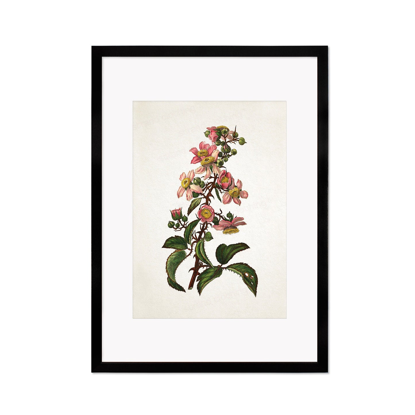 Framed Mounted Antique Botanical Art Print Poster Vintage Wall Flowers Floral Bramble Blackberry Nature Leaf Plant Illustration Victorian A2