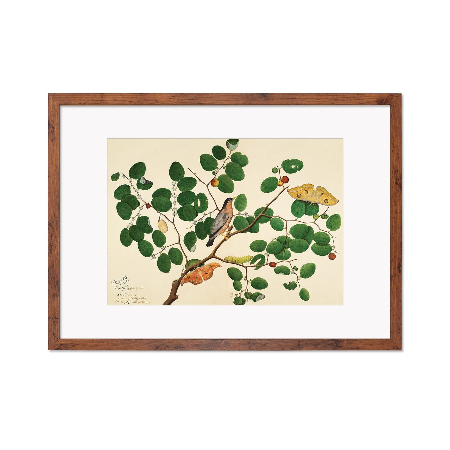 Framed Mounted Indian Jujube Tree Art Vintage Print Poster Antique Sheikh Zain al-Din Painting Nature Birds Butterflies Georgian Victorian