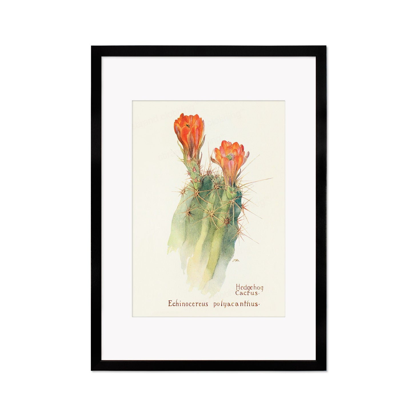 Framed Mounted Antique Botanical Art Print Poster Wall Decor Flowers Floral Cactus Cacti Succulents Nature Leaf Plant Illustration Edwardian