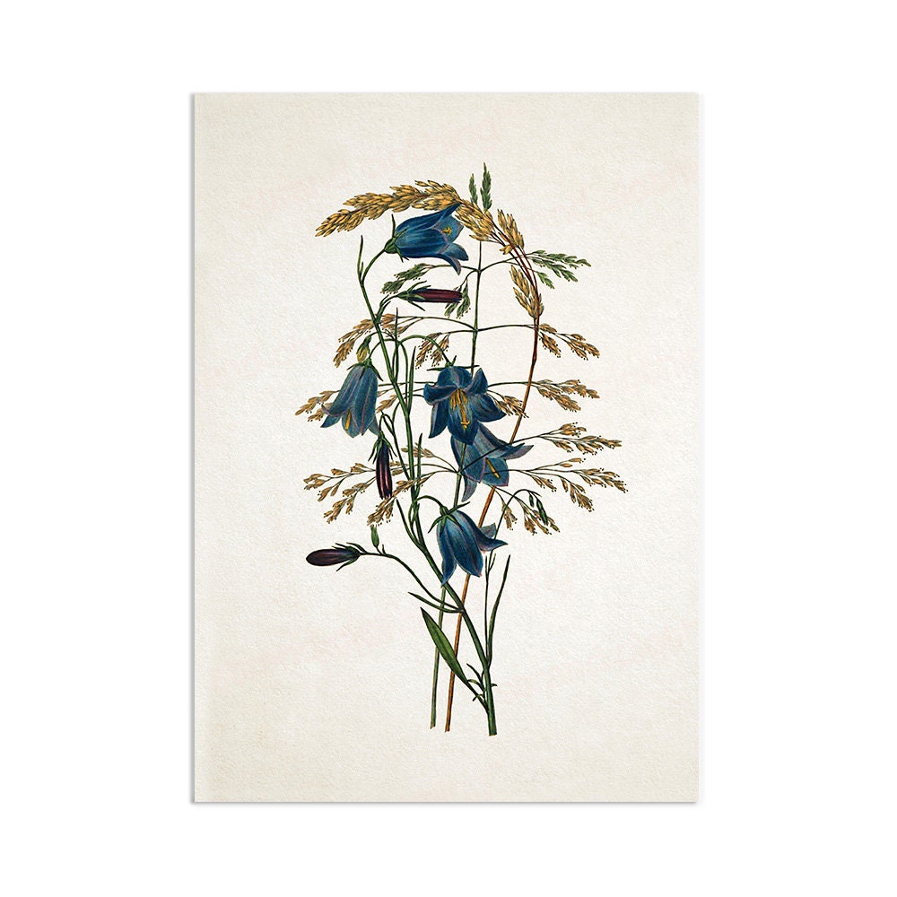 Antique Botanical Art Print Poster Vintage Wall Art Flowers Floral Bluebell Harebell Nature Leaf Plant Illustration Victorian Beautiful A3