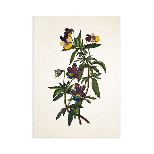Antique Botanical Art Print Poster Vintage Wall Art Flowers Floral Pansy Violets Nature Leaf Plant Illustration Victorian Beautiful A3