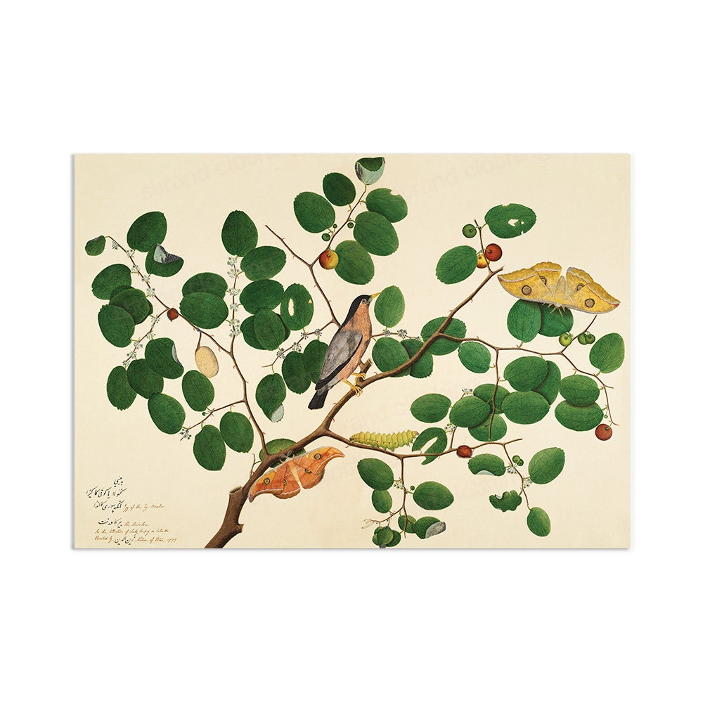 Indian Jujube Tree Art Vintage Print Poster Antique Sheikh Zain al-Din Painting Nature Birds Butterflies Georgian Era Victorian Beautiful A3