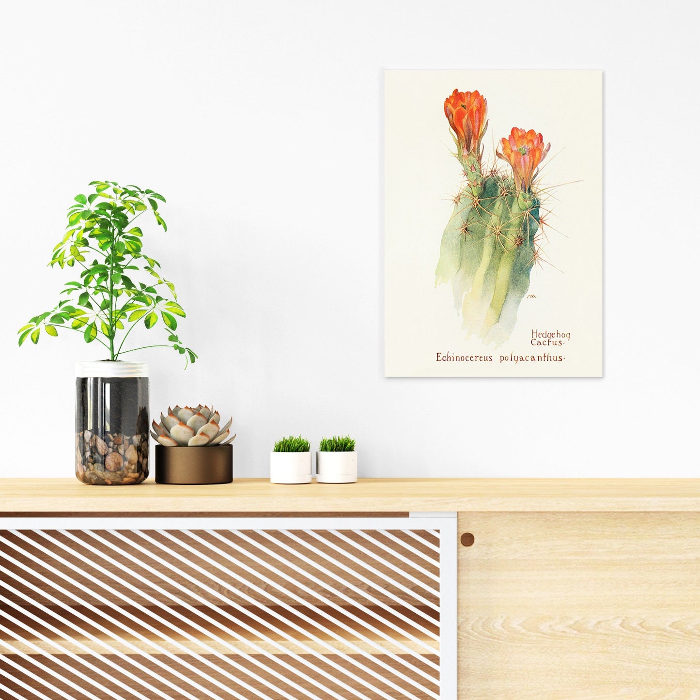 Antique Botanical Art Print Poster Vintage Wall Art Flowers Floral Cactus Cacti Succulents Nature Leaf Plant Illustration Victorian A3