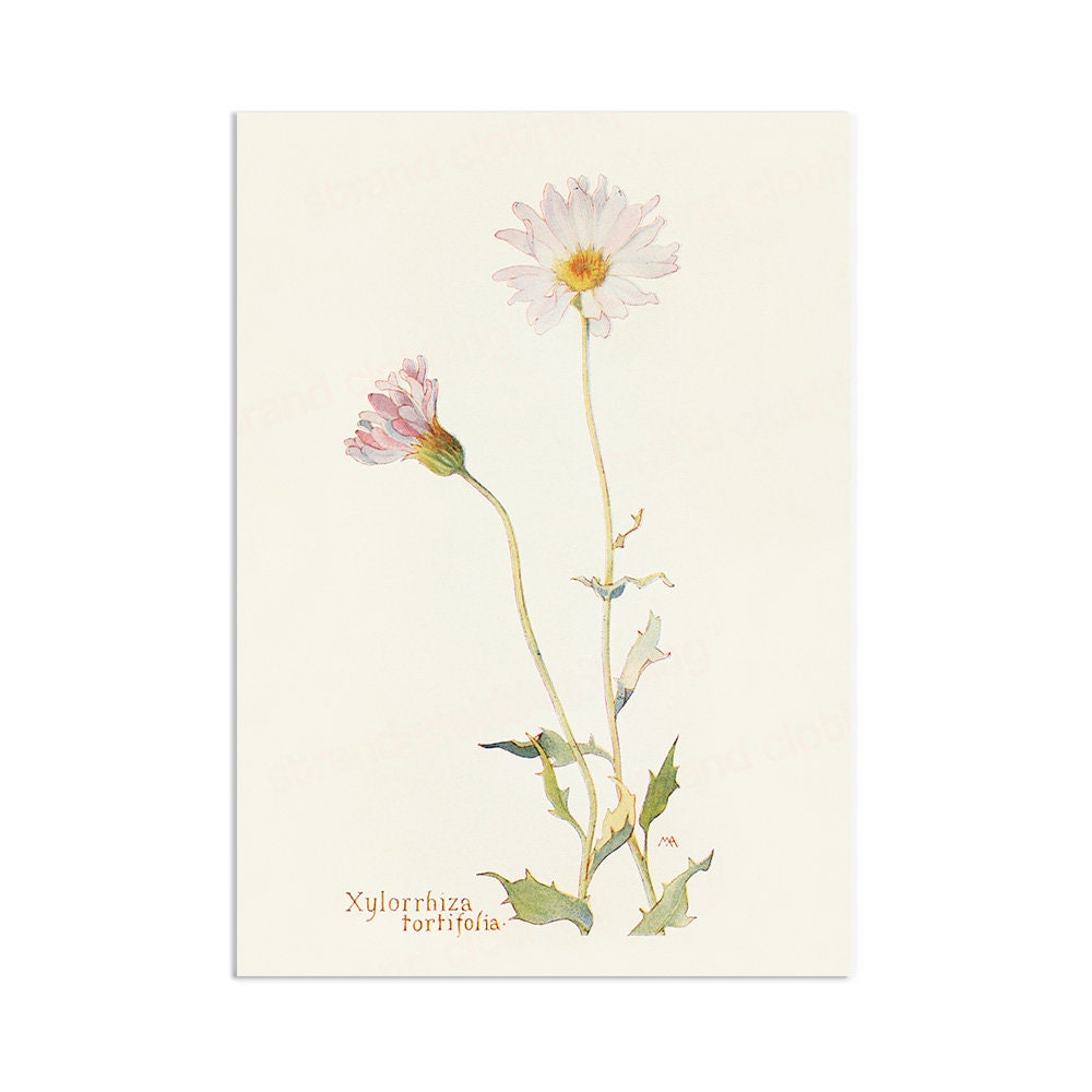 Antique Botanical Art Print Poster Vintage Wall Art Flowers Floral Nature Drawing Leaf Daisy Illustration Victorian Edwardian Beautiful A3