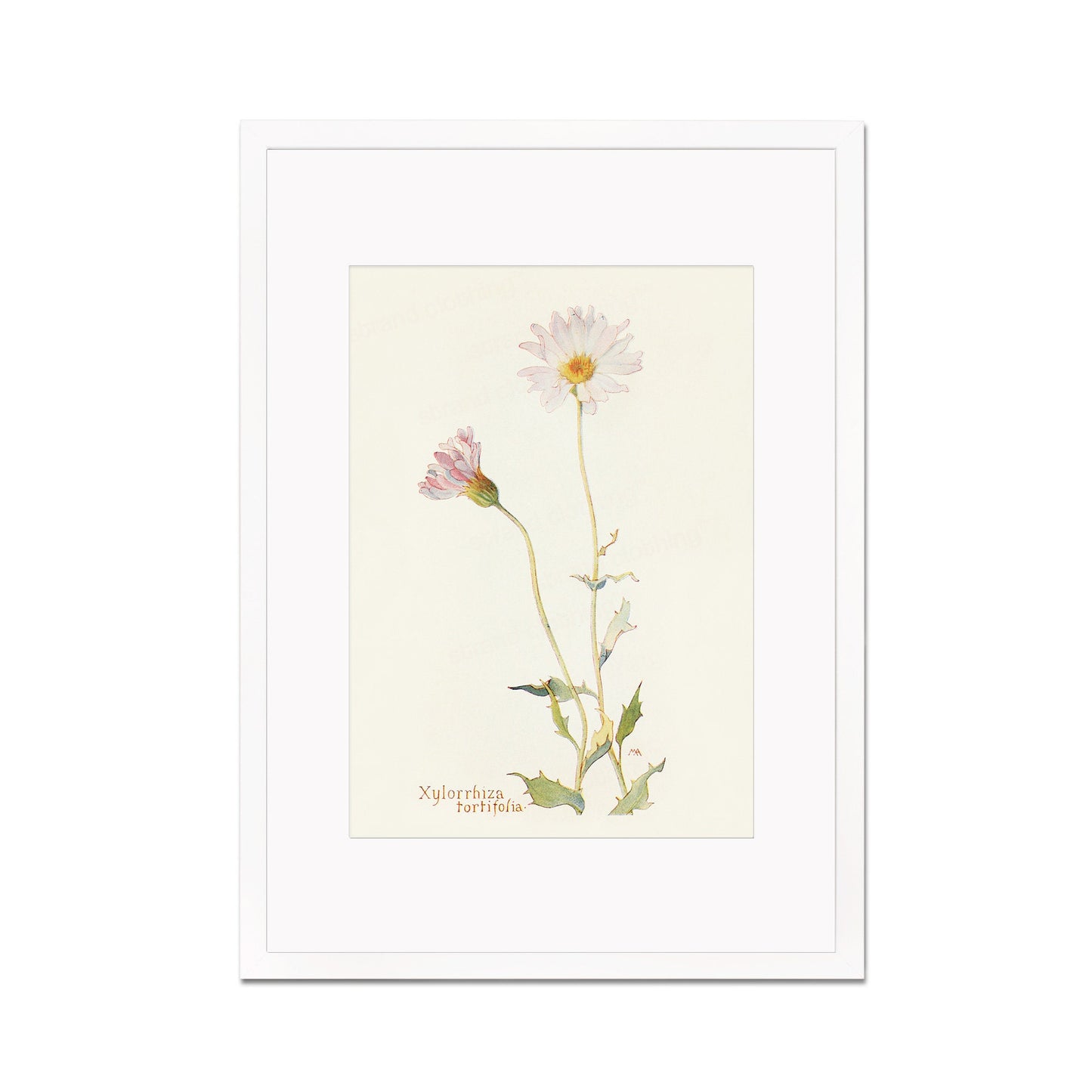Framed Mounted Antique Botanical Art Print Poster Wall Flowers Floral Drawing Leaf Daisy Nature Leaf Plant Illustration Edwardian Elegant A2