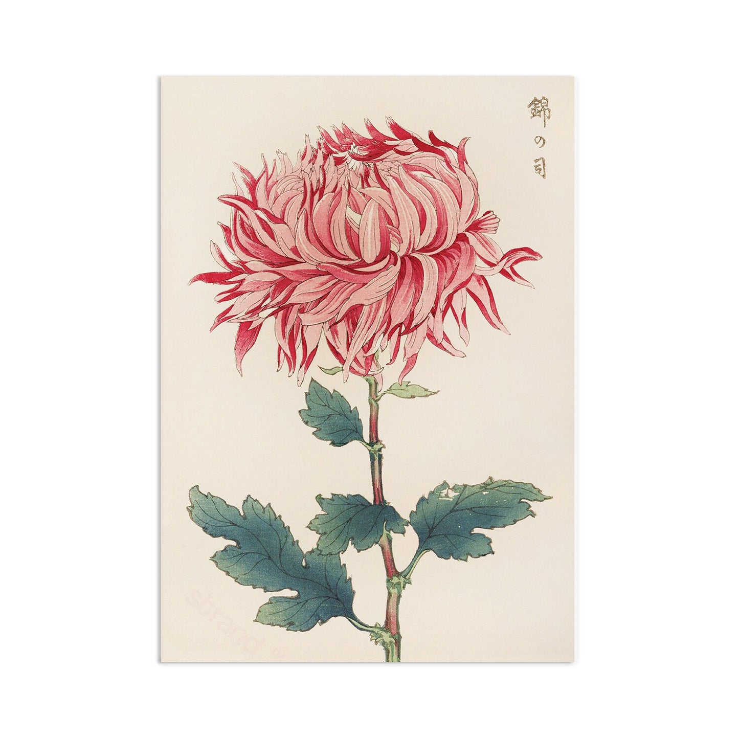 Japanese Ukiyo-e Art Print Poster Woodblock Wall Art Keika Hasegawa Chrysanthemums Flowers Landscape Floral Beautiful Japan Calligraphy A3