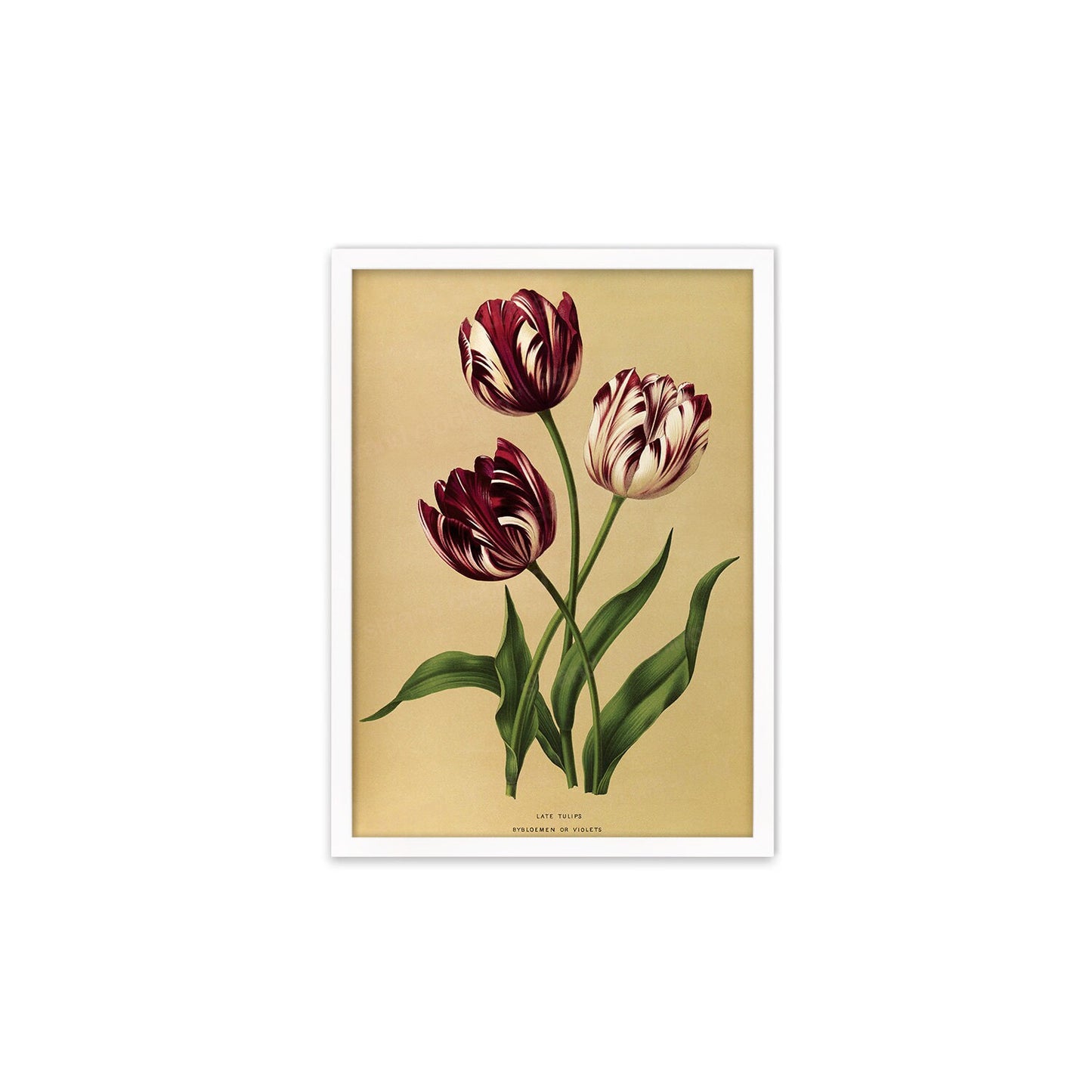Tulips Framed Mounted Wall Art Decor Print Poster Botanical Antique Vintage Old Victorian Illustration Nature Plant Beautiful Flowers Purple