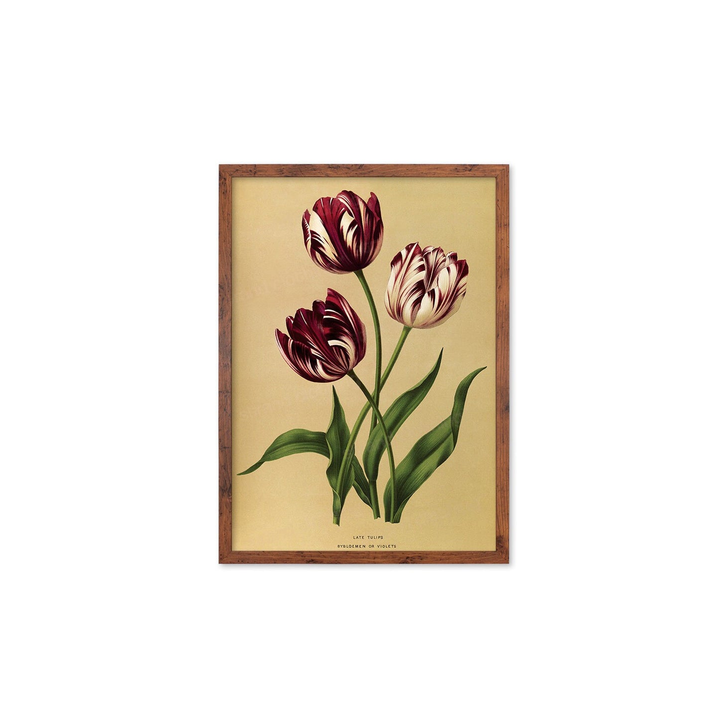 Tulips Framed Mounted Wall Art Decor Print Poster Botanical Antique Vintage Old Victorian Illustration Nature Plant Beautiful Flowers Purple