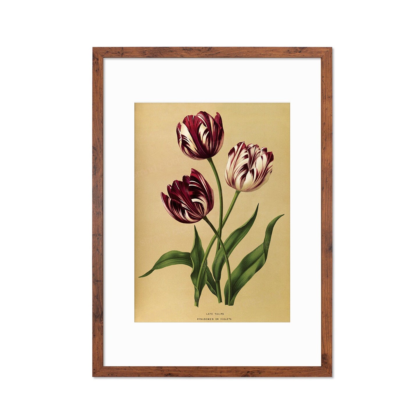 Tulips Framed Mounted Wall Art Decor Print Poster Botanical Antique Vintage Old Victorian Illustration Nature Plant Beautiful Flowers Purple