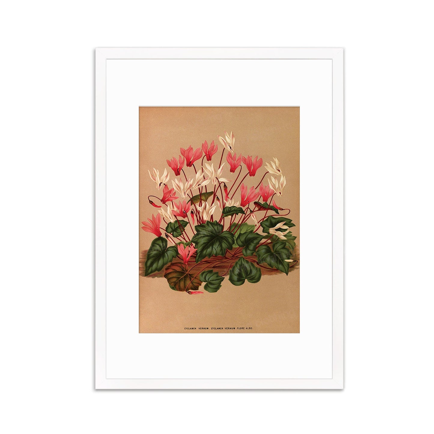 Cyclamen Framed Mounted Wall Art Decor Print Poster Botanical Antique Vintage Old Victorian Illustration Nature Plant Beautiful Flower Herbs