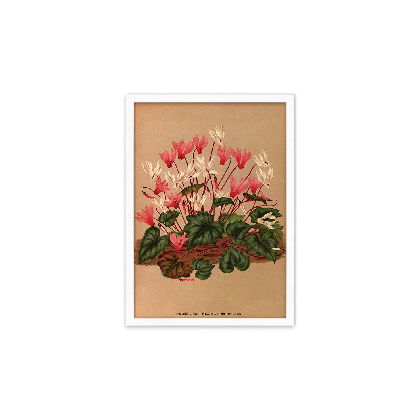 Cyclamen Framed Mounted Wall Art Decor Print Poster Botanical Antique Vintage Old Victorian Illustration Nature Plant Beautiful Flower Herbs