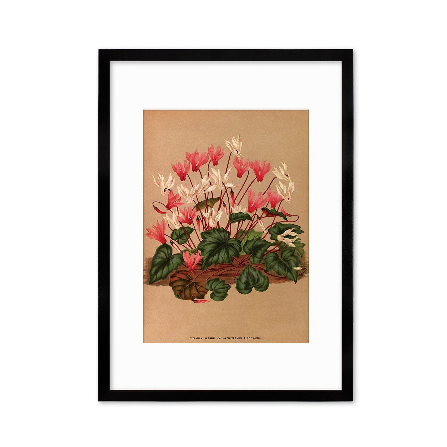 Cyclamen Framed Mounted Wall Art Decor Print Poster Botanical Antique Vintage Old Victorian Illustration Nature Plant Beautiful Flower Herbs