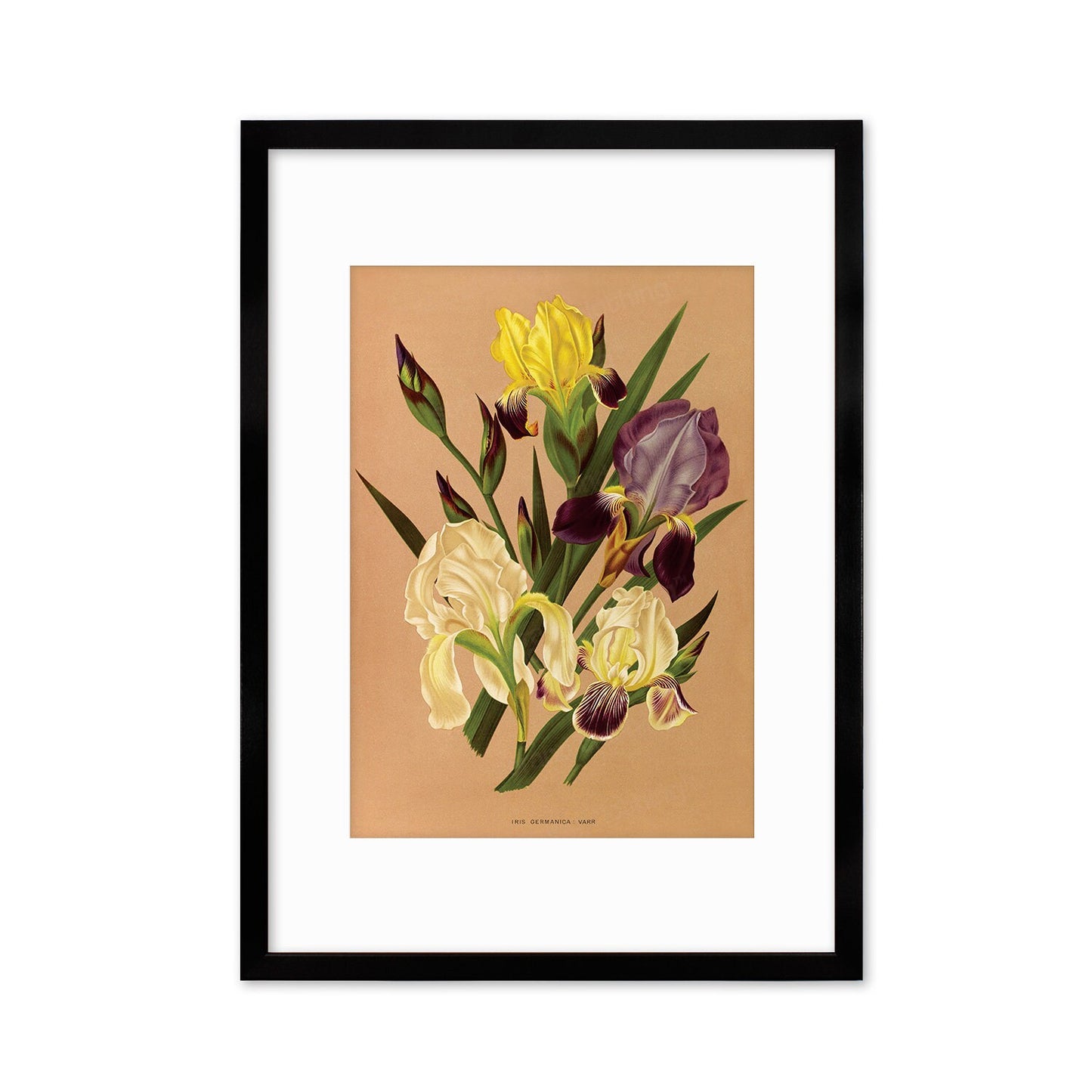 Irises Framed Mounted Wall Art Decor Print Poster Botanical Antique Vintage Retro Victorian Illustration Nature Plants Beautiful Flower Herb