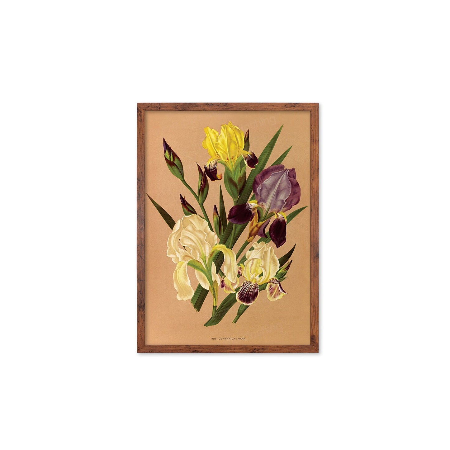 Irises Framed Mounted Wall Art Decor Print Poster Botanical Antique Vintage Retro Victorian Illustration Nature Plants Beautiful Flower Herb