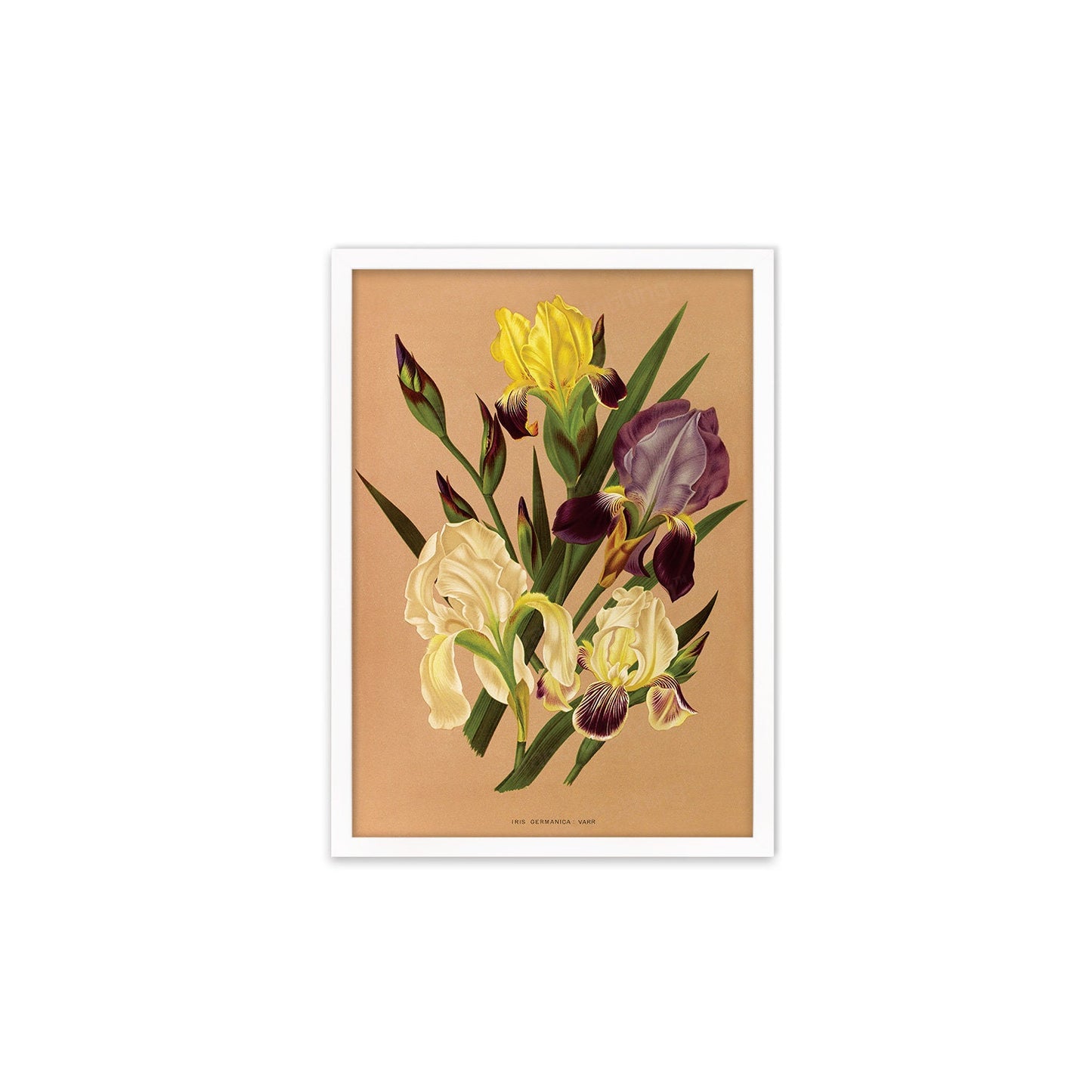 Irises Framed Mounted Wall Art Decor Print Poster Botanical Antique Vintage Retro Victorian Illustration Nature Plants Beautiful Flower Herb