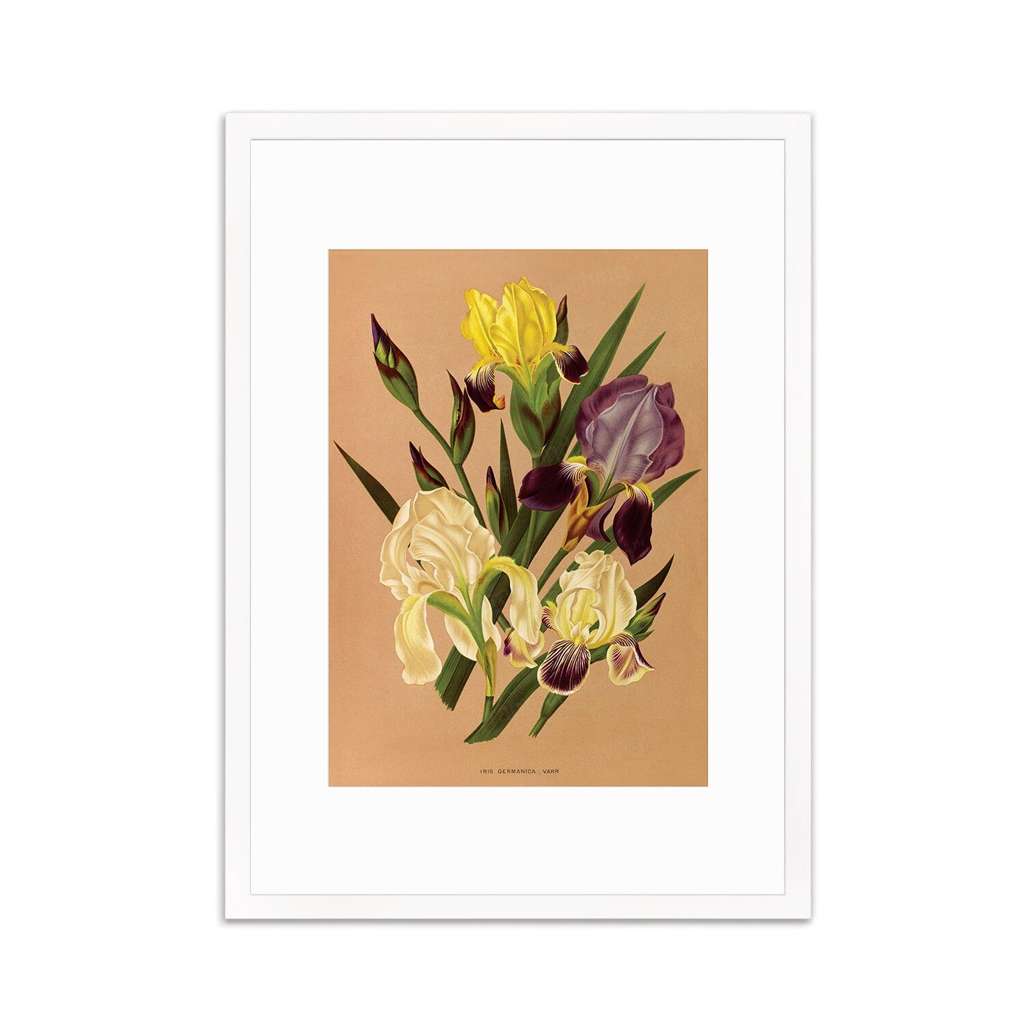 Irises Framed Mounted Wall Art Decor Print Poster Botanical Antique Vintage Retro Victorian Illustration Nature Plants Beautiful Flower Herb
