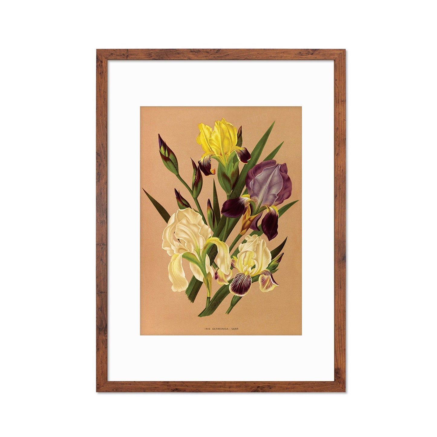 Irises Framed Mounted Wall Art Decor Print Poster Botanical Antique Vintage Retro Victorian Illustration Nature Plants Beautiful Flower Herb