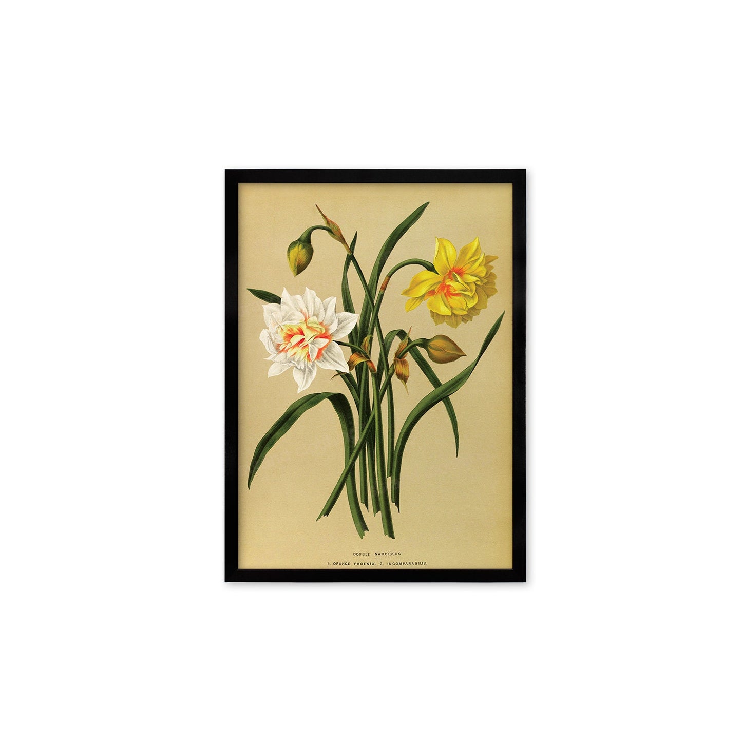 Daffodils Framed Mounted Wall Art Decor Print Poster Botanical Antique Vintage Old Victorian Illustration Nature Narcissus Beautiful Flowers
