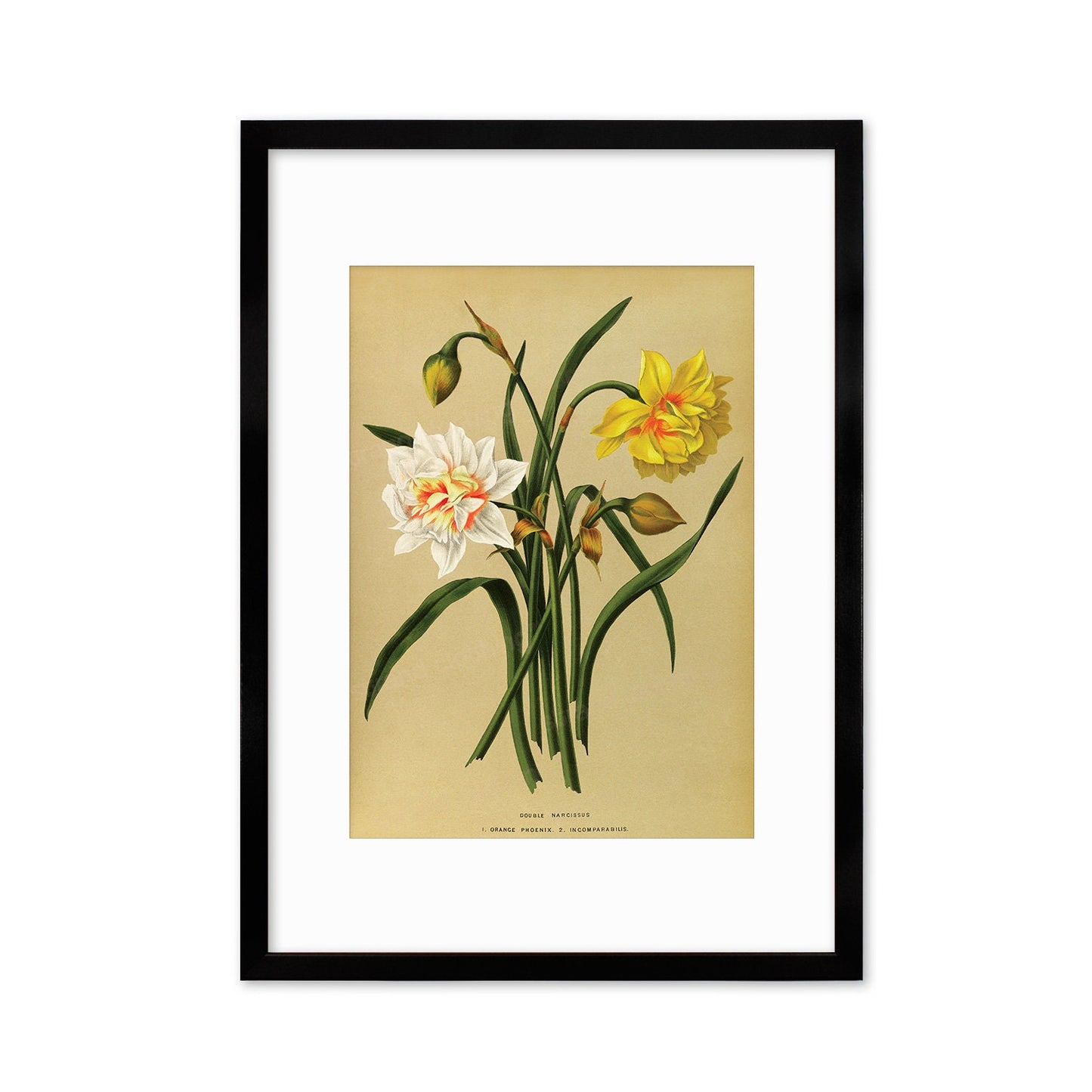 Daffodils Framed Mounted Wall Art Decor Print Poster Botanical Antique Vintage Old Victorian Illustration Nature Narcissus Beautiful Flowers