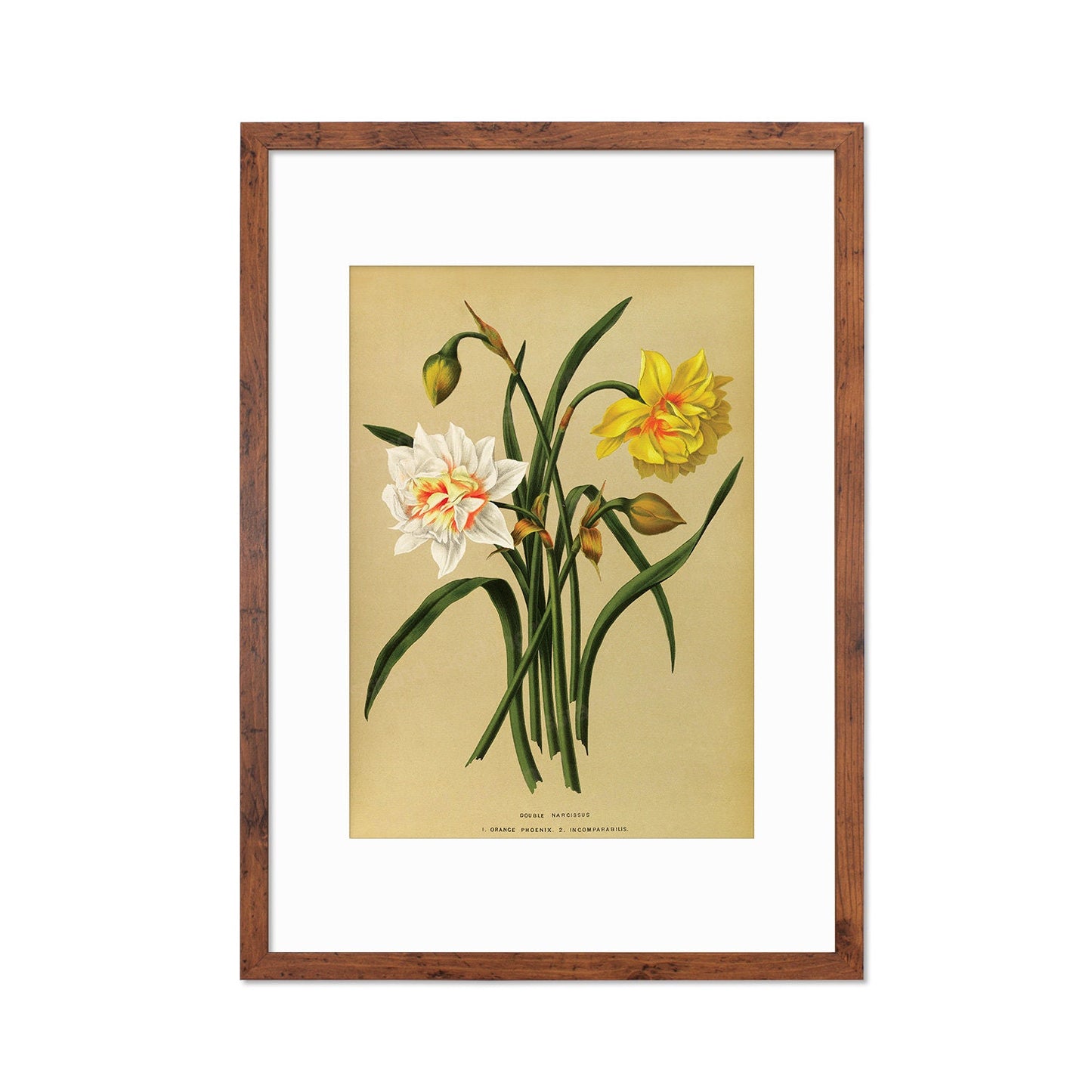 Daffodils Framed Mounted Wall Art Decor Print Poster Botanical Antique Vintage Old Victorian Illustration Nature Narcissus Beautiful Flowers
