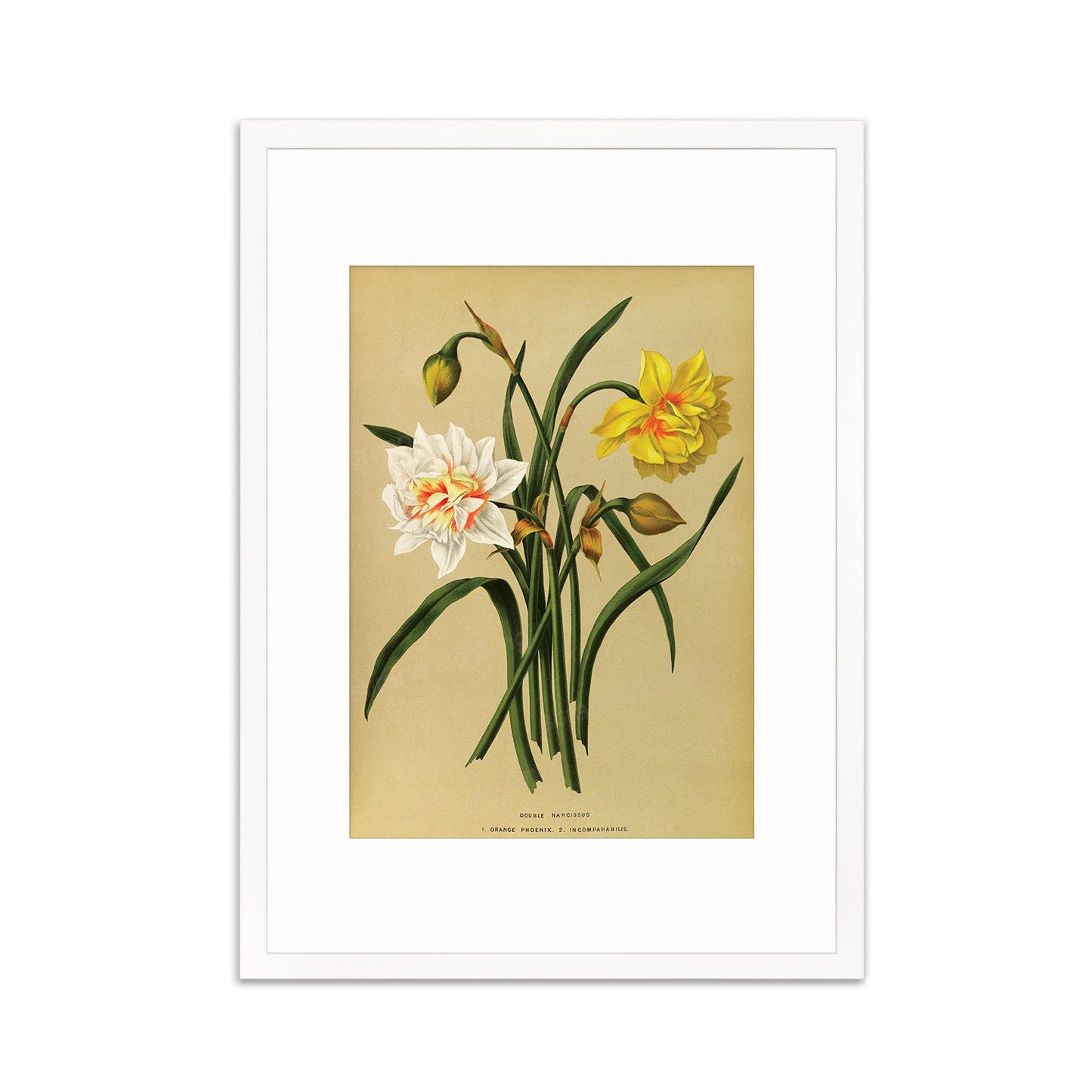 Daffodils Framed Mounted Wall Art Decor Print Poster Botanical Antique Vintage Old Victorian Illustration Nature Narcissus Beautiful Flowers