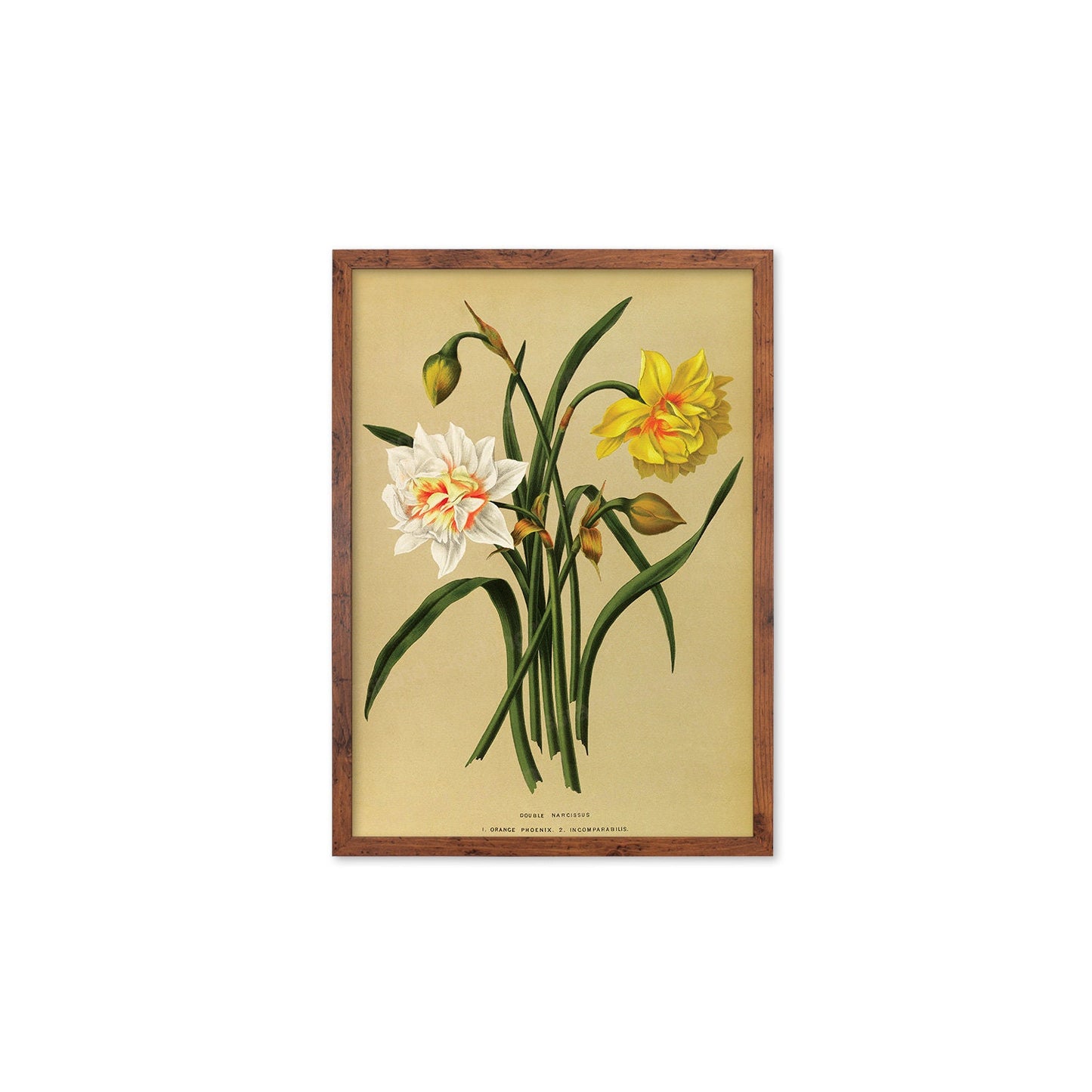 Daffodils Framed Mounted Wall Art Decor Print Poster Botanical Antique Vintage Old Victorian Illustration Nature Narcissus Beautiful Flowers