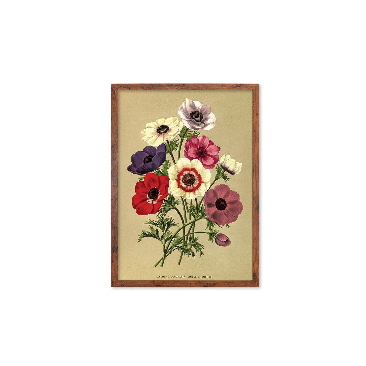 Anemone Framed Mounted Wall Art Decor Print Poster Botanical Antique Vintage Retro Victorian Illustration Nature Garden Beautiful Flowers