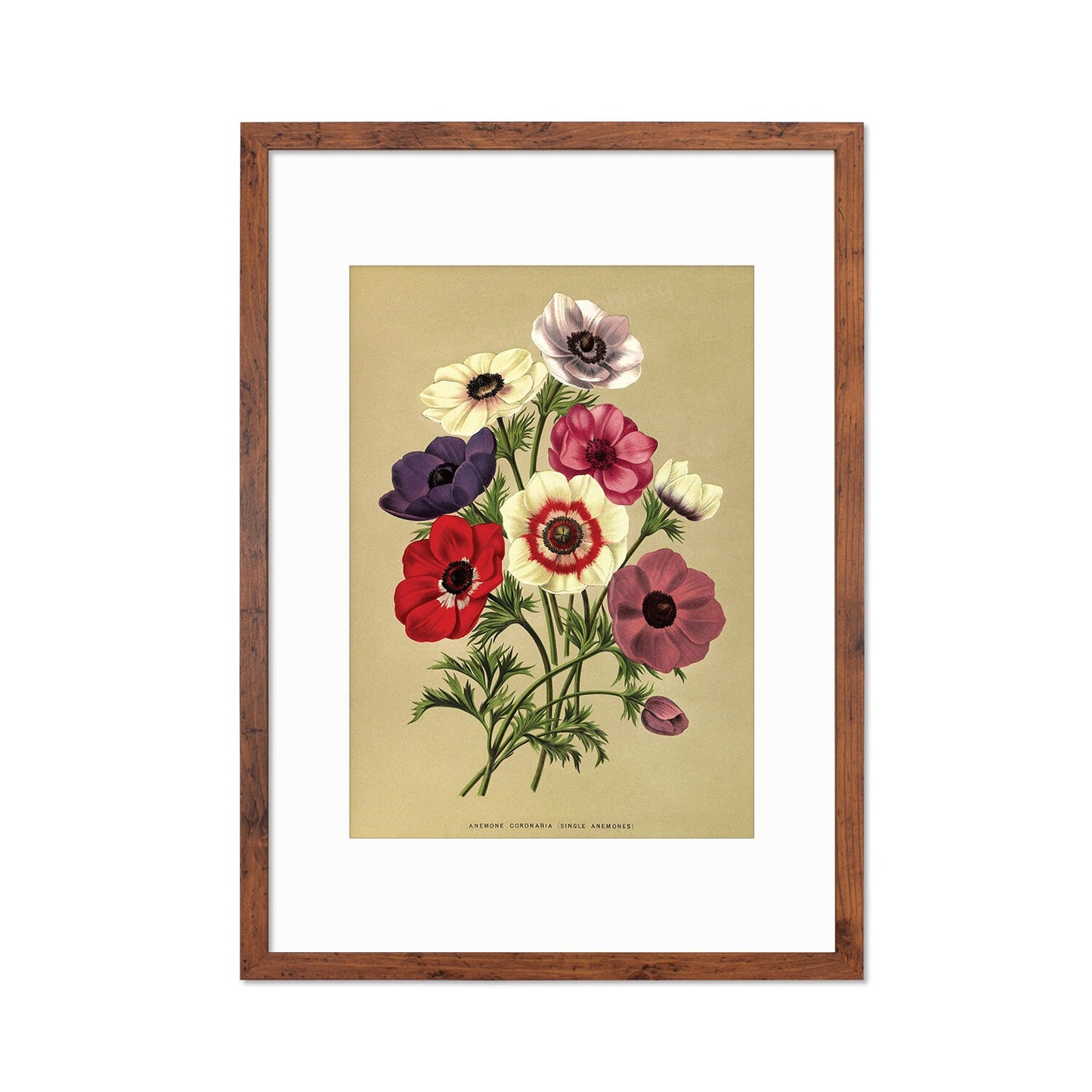 Anemone Framed Mounted Wall Art Decor Print Poster Botanical Antique Vintage Retro Victorian Illustration Nature Garden Beautiful Flowers